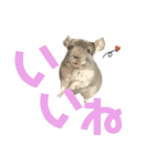 チンチラのむぅちゃん②（個別スタンプ：37）
