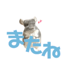 チンチラのむぅちゃん②（個別スタンプ：40）