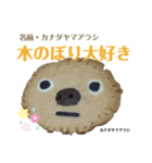 nanda zoo cookies マヌルネコ（個別スタンプ：7）
