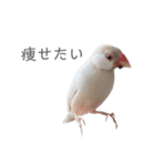 うちのおこめさん（個別スタンプ：16）