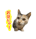 元野良猫のまだらちゃんとお友達（個別スタンプ：1）