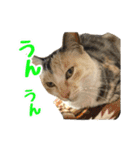 元野良猫のまだらちゃんとお友達（個別スタンプ：8）