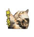 元野良猫のまだらちゃんとお友達（個別スタンプ：15）