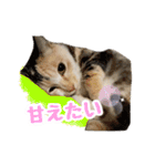 元野良猫のまだらちゃんとお友達（個別スタンプ：20）