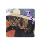 うちのデブ猫シリーズ2。たまに飼主出没。（個別スタンプ：2）