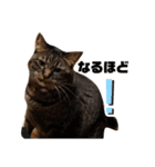 うちのデブ猫シリーズ2。たまに飼主出没。（個別スタンプ：3）