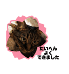 うちのデブ猫シリーズ2。たまに飼主出没。（個別スタンプ：6）