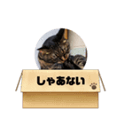 うちのデブ猫シリーズ2。たまに飼主出没。（個別スタンプ：7）