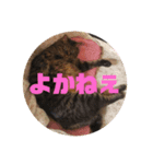 うちのデブ猫シリーズ2。たまに飼主出没。（個別スタンプ：8）