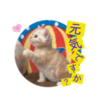 ねこまーち ハッピープリンセス（個別スタンプ：3）