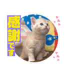 ねこまーち ハッピープリンセス（個別スタンプ：5）