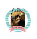 ねこの普通生活（個別スタンプ：1）