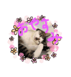 ねこの普通生活（個別スタンプ：2）