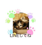 ねこの普通生活（個別スタンプ：5）
