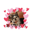 ねこの普通生活（個別スタンプ：6）