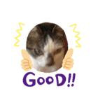 ねこの普通生活（個別スタンプ：7）