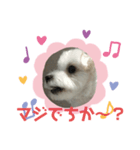 マルチーズ❤️めりるでち❤️⑧（個別スタンプ：1）