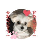 マルチーズ❤️めりるでち❤️⑧（個別スタンプ：2）