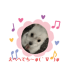 マルチーズ❤️めりるでち❤️⑧（個別スタンプ：5）