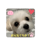 マルチーズ❤️めりるでち❤️⑧（個別スタンプ：6）