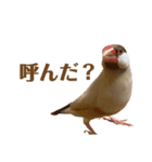 うちのもちおさん（個別スタンプ：9）