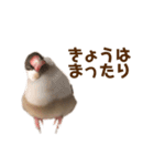 うちのもちおさん（個別スタンプ：13）