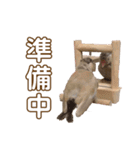 うちのもちおさん（個別スタンプ：15）