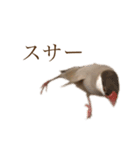 うちのもちおさん（個別スタンプ：22）