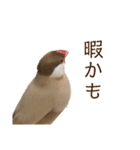 うちのもちおさん（個別スタンプ：23）
