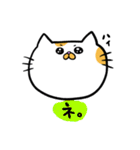 ハングル白茶ねこ（個別スタンプ：8）