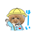 ヨーキーとトイプーⅡ（個別スタンプ：3）