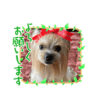 ヨーキーとトイプーⅡ（個別スタンプ：10）