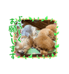 ヨーキーとトイプーⅡ（個別スタンプ：13）