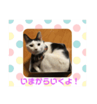 ジュリ＆ココ NO.1（個別スタンプ：4）