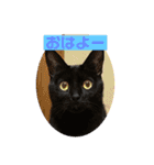 ジュリ＆ココ NO.1（個別スタンプ：7）