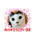 ジュリ＆ココ NO.1（個別スタンプ：11）