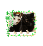 ジュリ＆ココ NO.1（個別スタンプ：13）