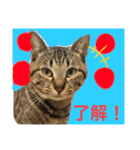 ねこの” るっちゃん”（個別スタンプ：1）