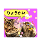 ねこの” るっちゃん”（個別スタンプ：2）