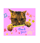 ねこの” るっちゃん”（個別スタンプ：3）