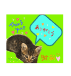ねこの” るっちゃん”（個別スタンプ：4）