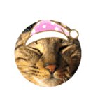 ねこの” るっちゃん”（個別スタンプ：12）