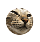 ねこの” るっちゃん”（個別スタンプ：14）