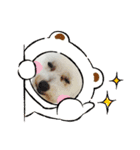 自己満愛犬（個別スタンプ：1）