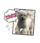 自己満愛犬（個別スタンプ：3）