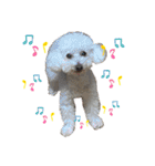 自己満愛犬（個別スタンプ：4）