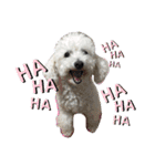 自己満愛犬（個別スタンプ：14）