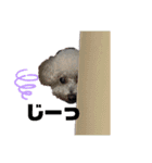 自己満愛犬（個別スタンプ：15）