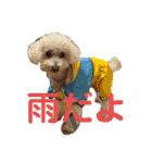 自己満愛犬（個別スタンプ：17）