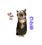 スミちゃんちゃん（個別スタンプ：1）